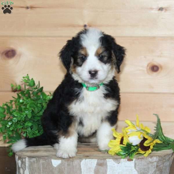 Subway, Bernedoodle Puppy